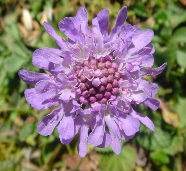 Scabiosa columbaria in bloom in a dry calcareous grassland of the Pyrenees